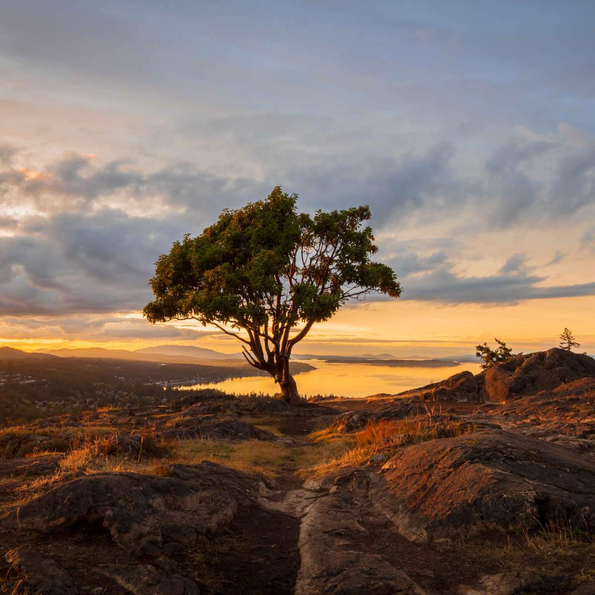 Arbutus Tree Wall Art