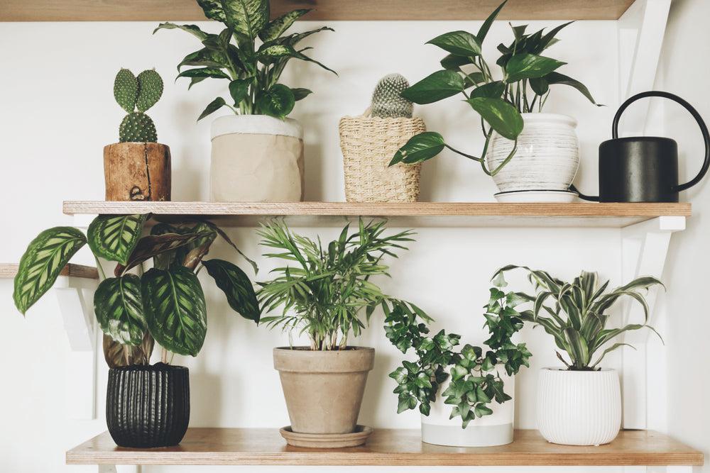 Decorating with Houseplants
