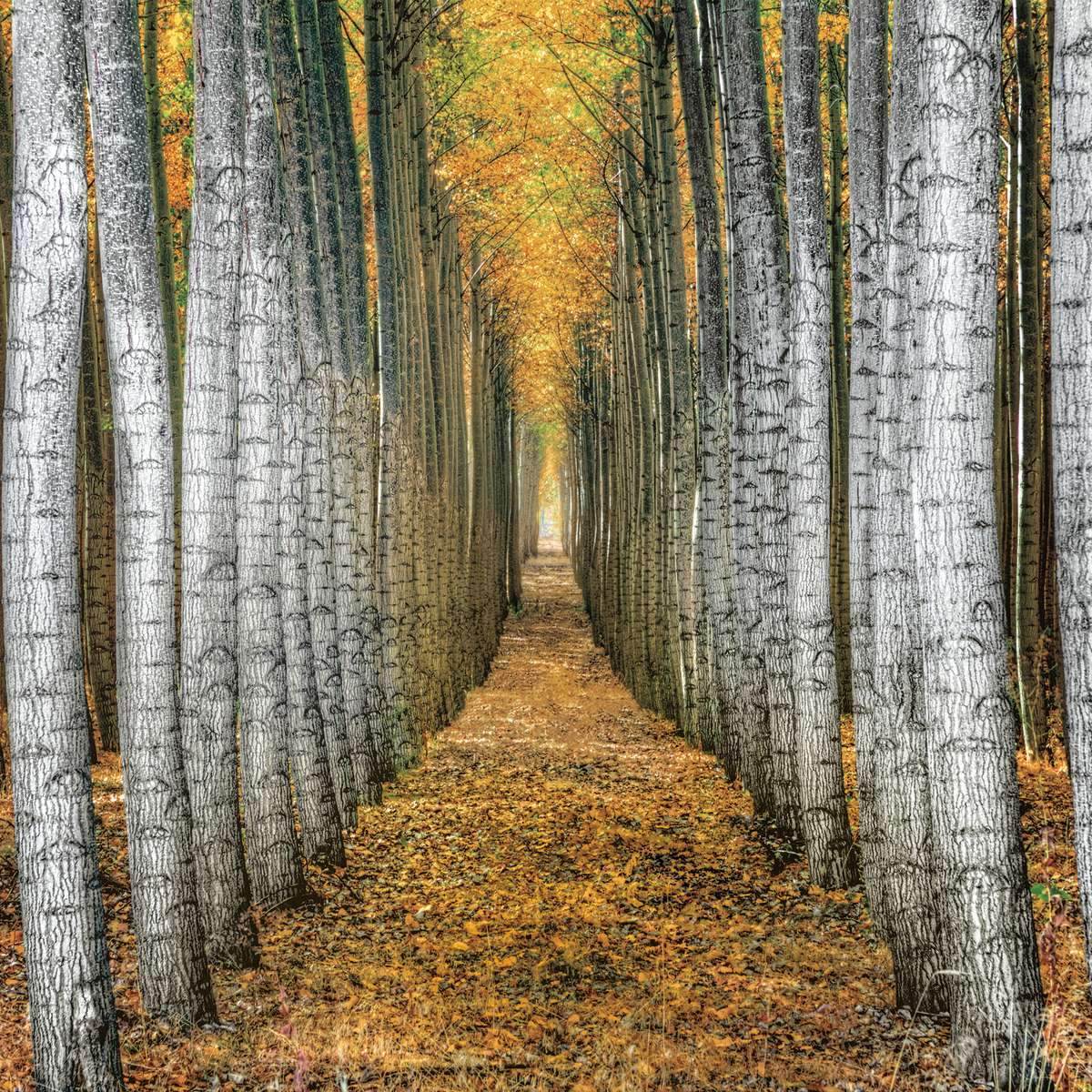 Quaking Aspen Wall Art
