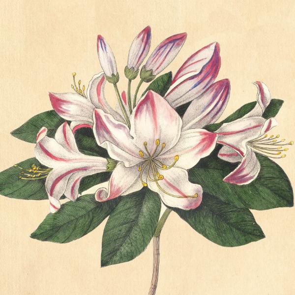 Rhododendron Wall Art