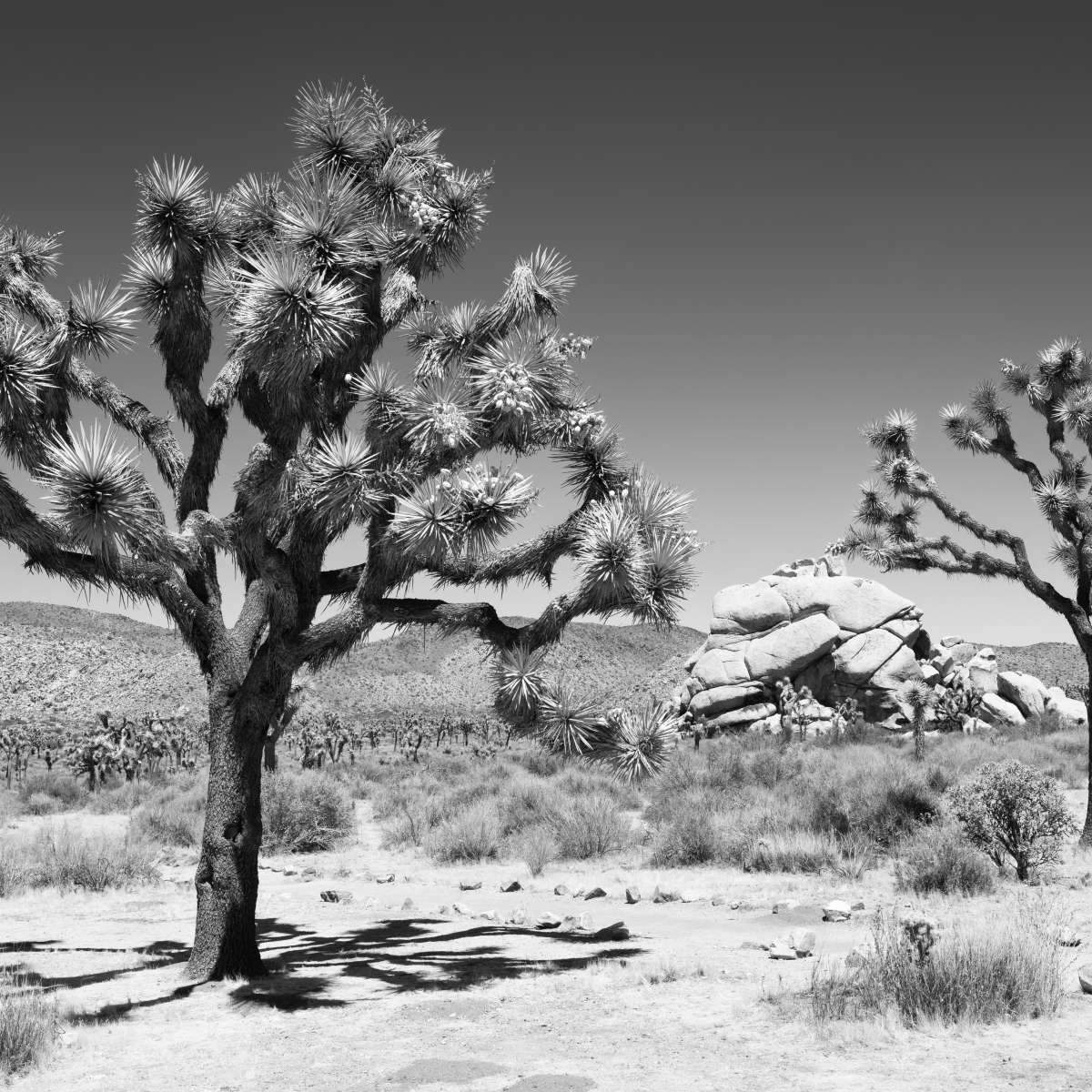 Savanna And Desert Trees Wall Art