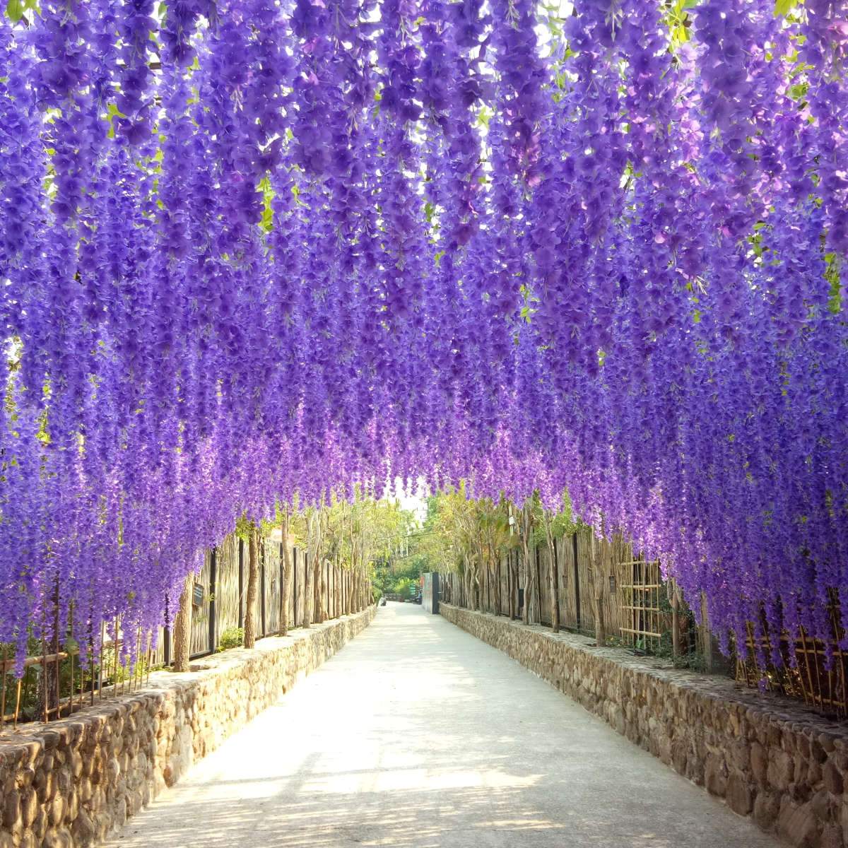 Wisteria Wall Art