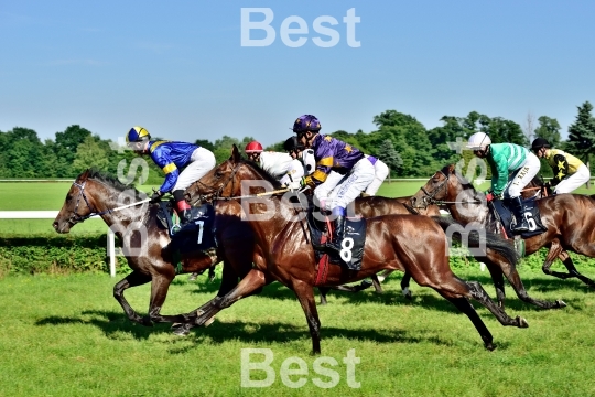  Horse race for the prize of the President of the City of Wroclaw on Juni 8, 2014