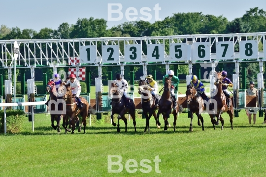  Horse race for the prize of the President of the City of Wroclaw on Juni 8, 2014