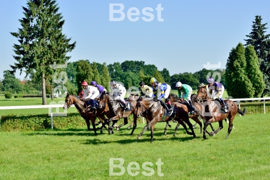  Horse race for the prize of the President of the City of Wroclaw on Juni 8, 2014