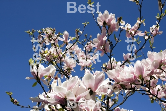 Magnolia flowers