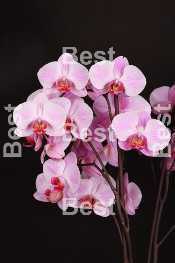 Pink orchid