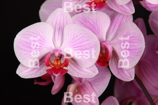 Pink orchid