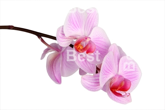 Pink orchid