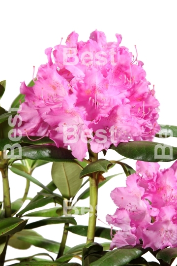 Rhododendron flower